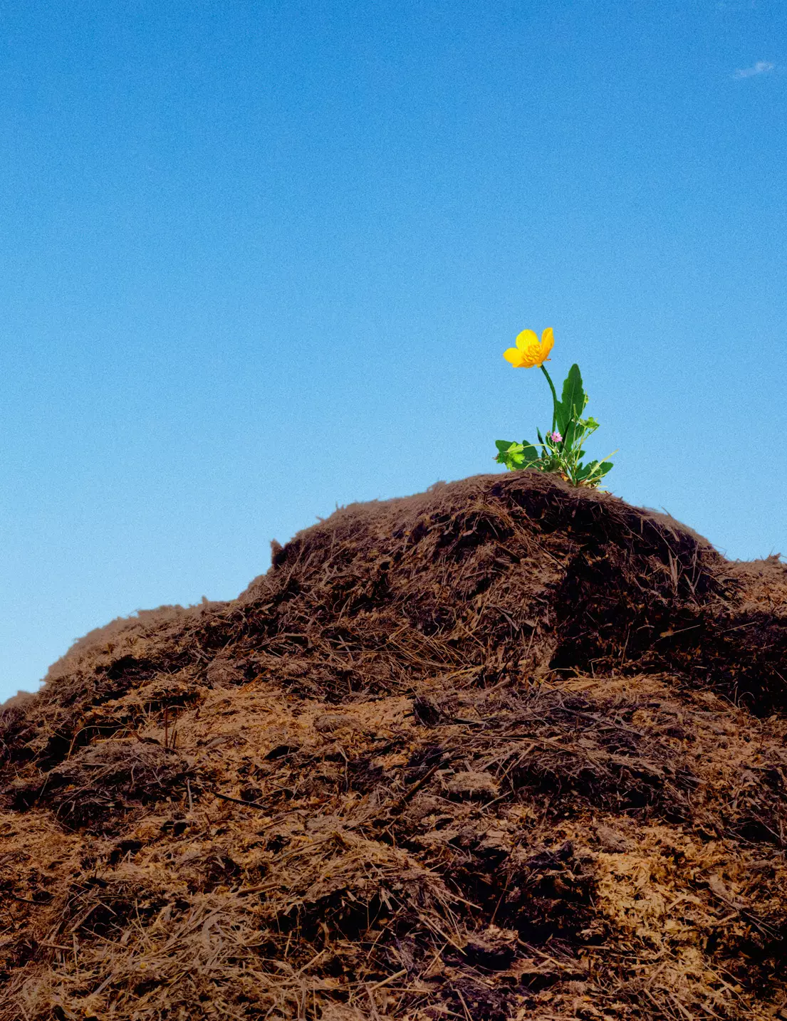 A single yellow flower grows atop a mound of soil under a clear blue sky.